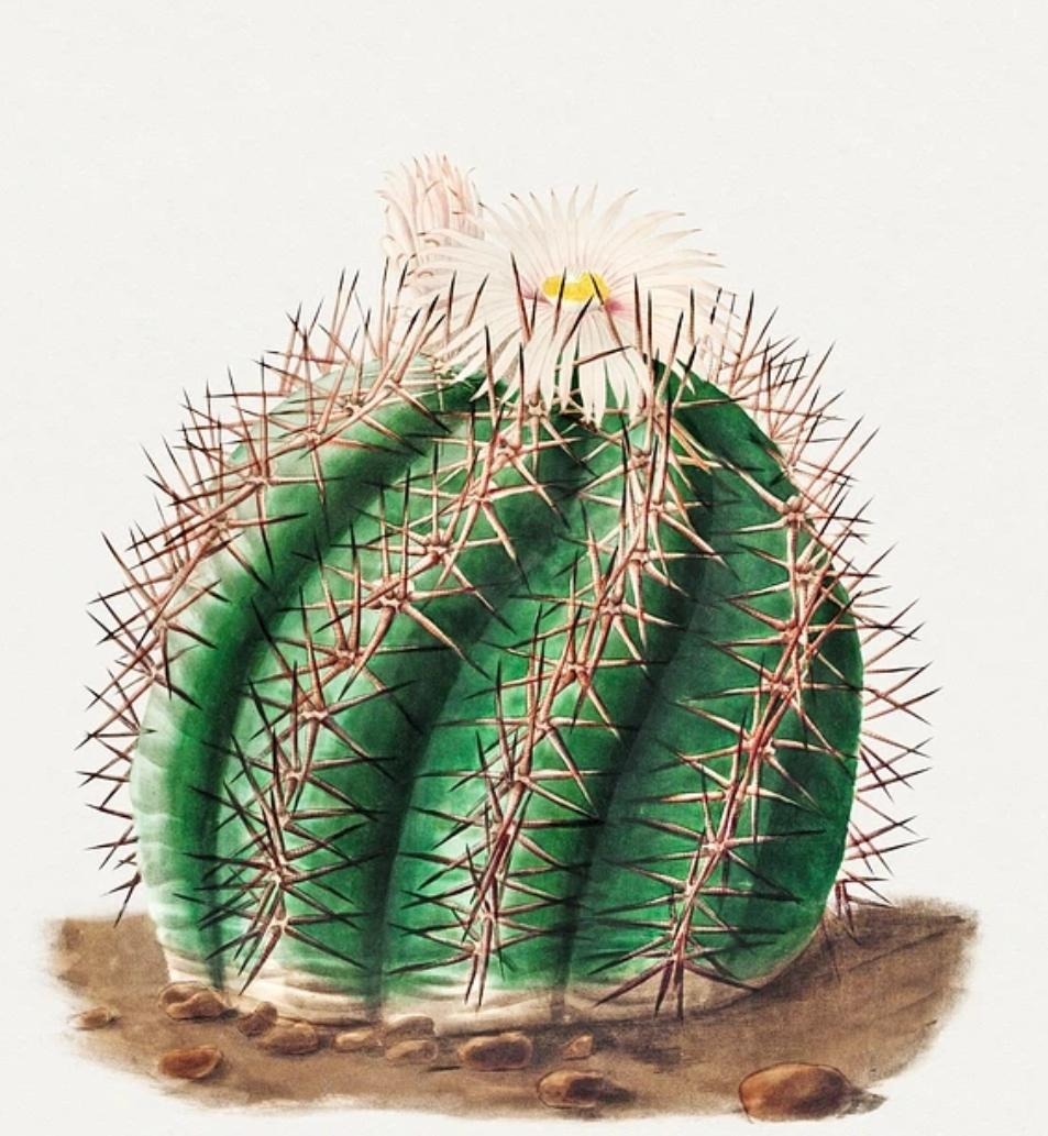 Avature Image